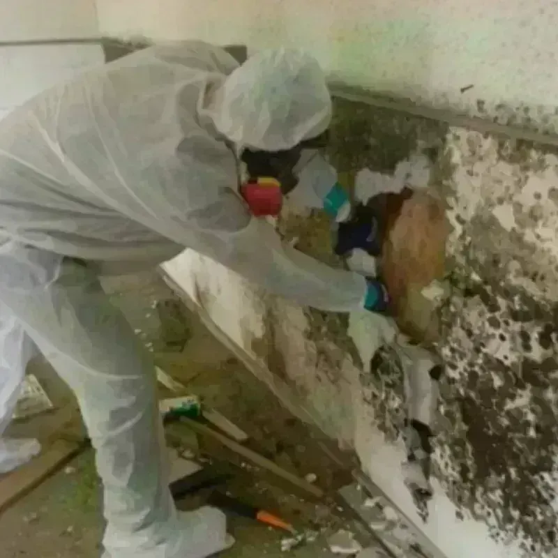 Mold Remediation and Removal in Rockville, MD